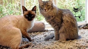 Dan ganas de quedarse en la cama hoy. Foto: Flor Salto. ¡Podés sumar la foto de tu mascota a través de las redes sociales!- 