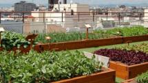 Imagen de Cuáles son las herramientas con las que contamos para la producción agroalimentaria familiar en la región