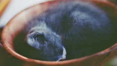 Hoy dan ganas de quedarse en la cama. ¡No te olvides! Podés sumar la foto de tu mascota a través de las redes sociales.-