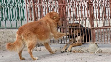 Buscando un amigo para salir a dar una vuelta. Foto: Flor Salto. ¡No te olvides! Podés sumar la foto de tu mascota a través de las redes sociales.-