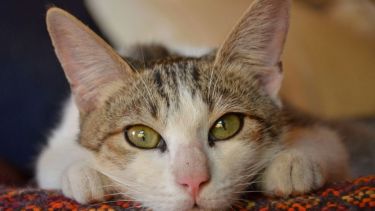 Pronóstico: el lunes llega con buenas temperaturas, pero nuboso en la región