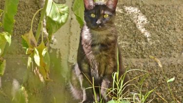 El #TeamSol. Foto: Flor Salto.  ¡No te olvides! Podés sumar la foto de tu mascota a través de las redes sociales.-