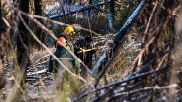 Restauran un bosque incendiado en San Martín de los Andes, en 2018