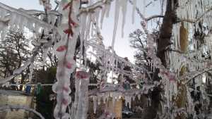 Por las heladas, productores estarán exceptuados de la restricción de circulación