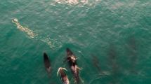 Imagen de Las orcas dieron espectáculo en La Lobería