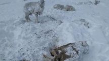 Imagen de Estiman la mortandad de 100.000 ovejas por las nevadas en la Región Sur