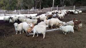 Productores del perilago del Nahuel Huapi preocupados la muerte de animales