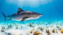 Imagen de Buscan salvar a los tiburones de la Patagonia con capacitación a bordo de los barcos pesqueros