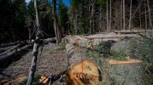 Imagen de La tala de árboles se multiplica en el oeste de Bariloche