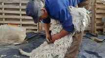 Imagen de El inicio de la esquila plantea más dudas que certezas