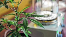 Imagen de Patagonia prepara 4 laboratorios para analizar cannabis medicinal