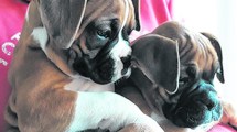 Imagen de Plasma Rico en Plaquetas: cómo se aplica en animales