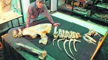 Imagen de “Aún hay mucho por explorar en la Patagonia y muchos dinosaurios por descubrir”