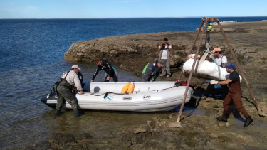 " El rescate del fósil de ballena fue realizado por un equipo integrado por científicas y científicos especialistas en paleontología y geología, técnicos en paleontología, personal técnico con experiencia en náutica y campañas científicas, estudiantes y guardafaunas"