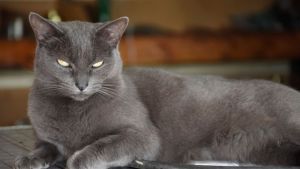 Pronóstico: asoma un jueves cálido en la región