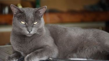 "Sacame una foto así, como casual". Foto archivo: Flor Salto. ¡Acordate! Podés presentarnos a tu mascota en redes, para que salga en el pronóstico.-