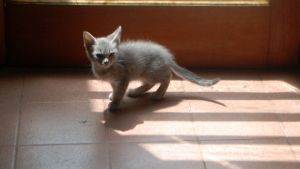 Pronóstico: llega otro jueves ventoso a la región