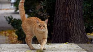 Pronóstico: así llega este miércoles a la región