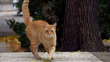 Un poco de aire fresco hoy. Foto: Flor Salto. ¡No te olvides! Podés sumar la foto de tu mascota a través de las redes sociales.-