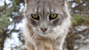 Pronóstico: enterate si sigue el viento este viernes en la región