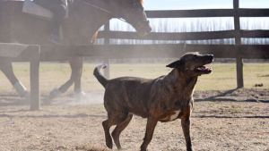 Pronóstico: ¡A cuidarse! Llega un miércoles ventoso a la región