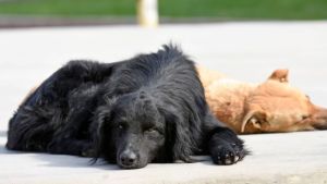 Pronóstico: el lunes asoma soleado en la región