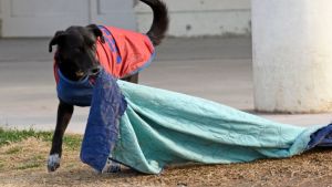 Pronóstico: ¿Se vienen las lluvias a la región este jueves?