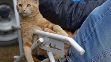 Algunos ya eligieron la reposera para descansar. Foto: Flor Salto. ¡No te olvides! Podés sumar la foto de tu mascota a través de las redes sociales.-