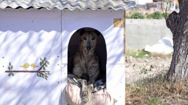 Quedarse en casa sigue siendo opción. Foto: Flor Salto. ¡No te olvides! Podés sumar la foto de tu mascota a través de las redes sociales.-