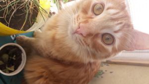 Pronóstico: desmejora este martes y se vienen probables tormentas en la región