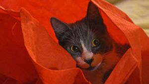 Pronóstico: así empieza octubre en la región