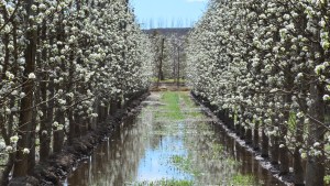 El ingreso del frente frío trae riesgo de heladas para el Alto Valle