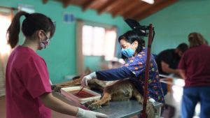 Una intendenta de Neuquén con doble rol: colabora como veterinaria