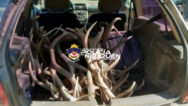 Dos personas fueron notificados por violar la Ley de Fauna. Foto: gentileza 