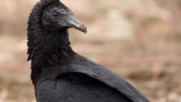 Distintas especies de aves pueden aproximarse a las casas. En algunos casos pichones. Foto: Alejandro Carnevale.