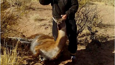 Impacto. La caza furtiva de guanaco afecta a la especie animal. También el consumo de su carne puede poner en serio la salud de las personas que viven en las ciudades, ya que la carne se comercializa sin ningún control sanitario. 