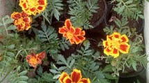 Imagen de Las 15 plantas de exterior que son resistentes al frío y al calor
