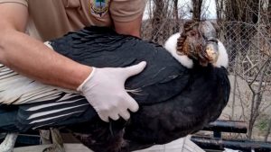 El cóndor rescatado en Chos Malal podría haberse intoxicado con plomo