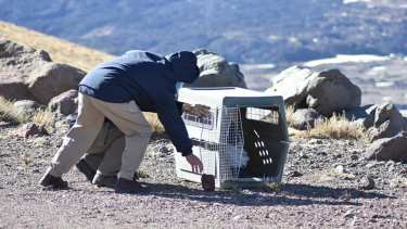 Liberaron el cóndor que había caído herido en Chos Malal