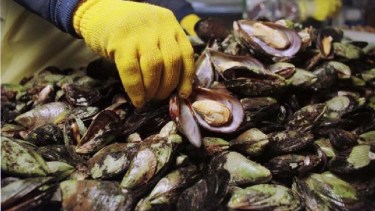 La recomendación oficial es consumir productos elaborados por establecimientos habilitados. Foto: gentileza.