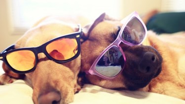 Estamos listos para disfrutar del día. ¡No te olvides! Podés mandar la foto de tu mascota para que salga en el pronóstico a través de las redes sociales. -