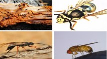 Imagen de Hay cuatro insectos exóticos que complican la vida en la Patagonia
