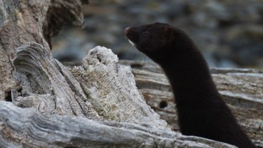 El visón americano fue introducido en la Patagonia. Es carnívoro y consume de todo: peces, mamíferos, aves, crustáceos, anfibios e insectos. Fue traído desde América del Norte en la década del 30 para producir y vender su piel, pero se convirtió en una plaga en la Patagonia.. 
Crédito: Belén Tartaglia
