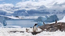 Imagen de Por qué Argentina y Chile quieren un área protegida marina en la Antártida