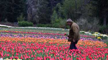 Pedro Smekal tiene su campo de tulipanes en la Península San Pedro de Bariloche. Foto: Alfredo Leiva