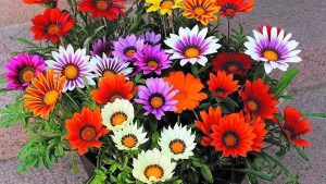 Más allá del frío y la nieve, es tiempo de flores