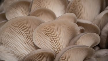A partir de desechos, se puede cultivar los hongos comestibles conocidos como gírgolas (cuyo nombre científico es Pleurotus ostreatus)