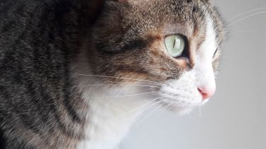 Hoy saludamos a Lola, compañera de Ailén y su familia. Acordate! Podes presentarnos a tu mascota en redes.-