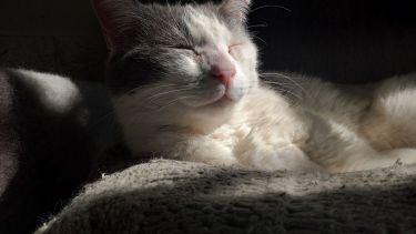 Hoy saludamos a Gaia, Tasha y Shuri, con las fotos que nos envió Camila. Acordate! Podes presentarnos a tu mascota en redes.-