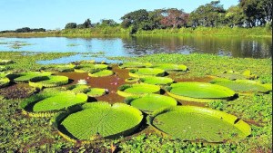 Humedales: entre la función eco-social y la renta